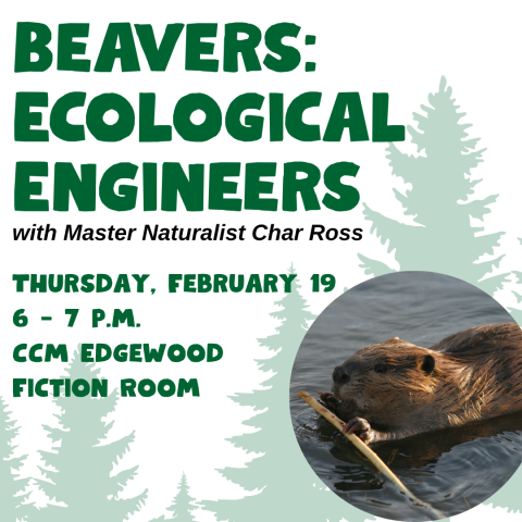 Beavers: Ecological Engineers