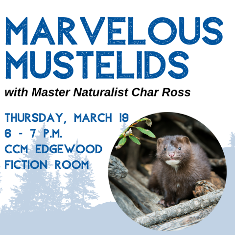 Marvelous Mustelids