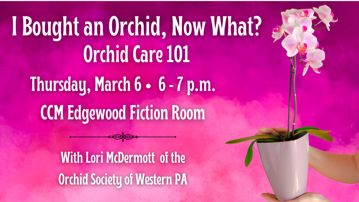 Orchid Care 101